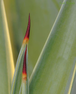 Smooth agave