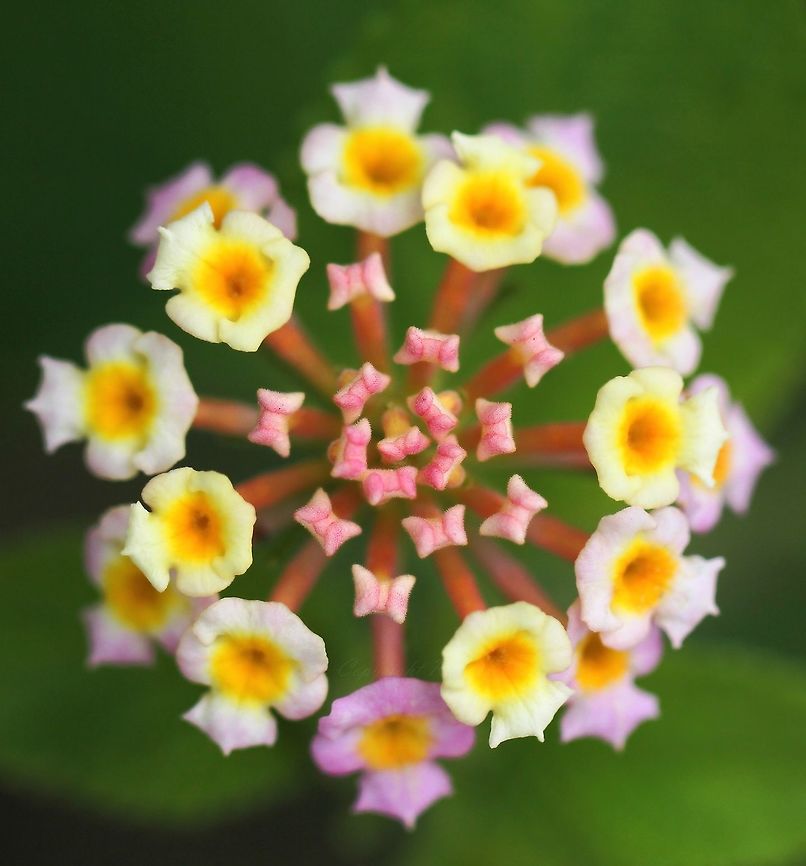Lantana camara  A large flowering shrub native to Central and South America that readily grows into thickets here in Australia. Introduced as an ornamental garden plant in the mid 1800s, the weed quickly escaped cultivation and was established in the wild within a few years. I have read that within this country, it is estimated to have invaded more than 4 million hectares.<br />
Because of the suitable growing conditions here, Lantana grows so well, it excludes native species, which can lead to its complete dominance of the environment. <br />
It therefore holds &#039;weed of national significance&#039; status here in New South Wales.  Australia,Big-sage,Fall,Geotagged,Invasive plant,Lamiales,Lantana camara,Macro,Verbenaceae,Weed,autumn,bloom,botany,flower,new south wales,plant,yellow flowers