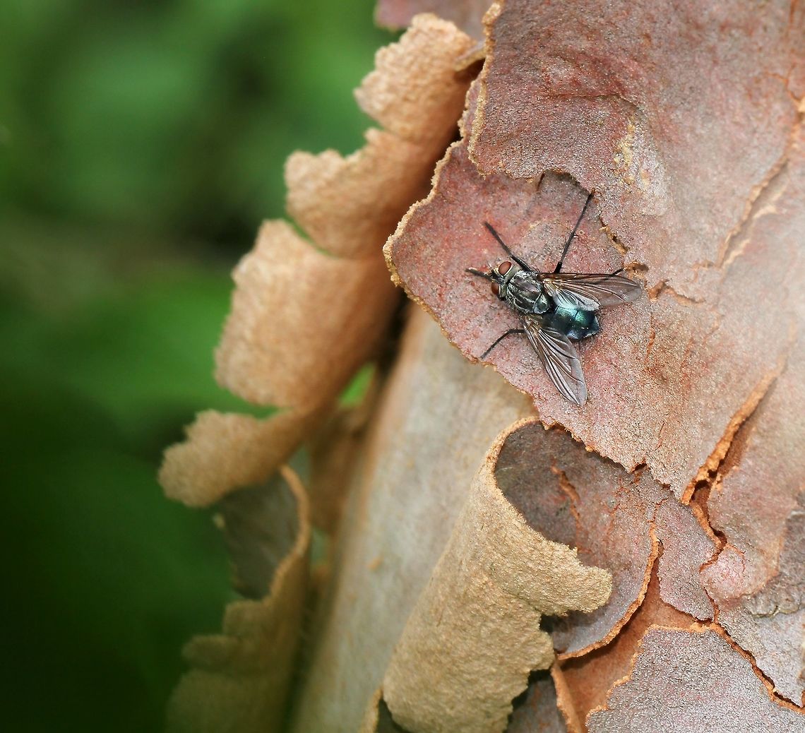 Calliphorid blowfly Metallic blue and 10 mm in length Australia,Calliphorid,Diptera,Fly,Geotagged,Macro,arthropod,blowfly,calliphoridae,insect,invertebrate,metallic blue,summer