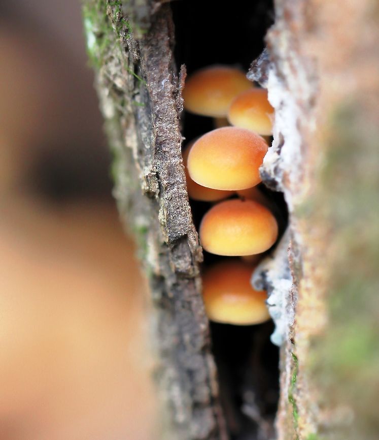 Shy Diminutive and enchanting little mushrooms growing just under tree bark. <br />
Possibly young Hypholoma species - with thanks to Lisa for suggestion. <br />
<br />
 Agaricales,Basidiomycota,Fall,Fungi,Geotagged,Hypholoma,Macro,Mushrooms,United States