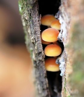 Shy Diminutive and enchanting little mushrooms growing just under tree bark. 
Possibly young Hypholoma species - with thanks to Lisa for suggestion. 

 Agaricales,Basidiomycota,Fall,Fungi,Geotagged,Hypholoma,Macro,Mushrooms,United States