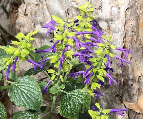 Salvia mexicana