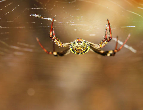 Spider booty This perspective presented by a lovely little orb weaver recently made me smile. 
Female Argiope keyserlingi 
Body length 10 mm Araneae,Araneidae,Argiope keyserlingi,Australia,Geotagged,Macro,Spider,St Andrews Cross Spider,Summer,arthropod,cobweb,invertebrate