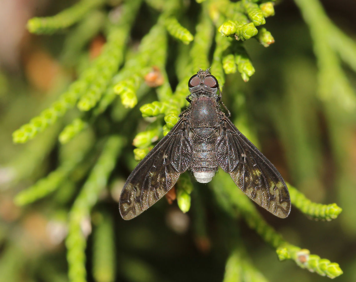 Anthrax Bee Fly Male 8 mm body length<br />
 Anthracinae,Anthracini,Anthrax confluensis,Australia,Bee Fly,Bombyliidae,Diptera,Fly,Geotagged,Macro,Summer,arthropod,insect,invertebrate