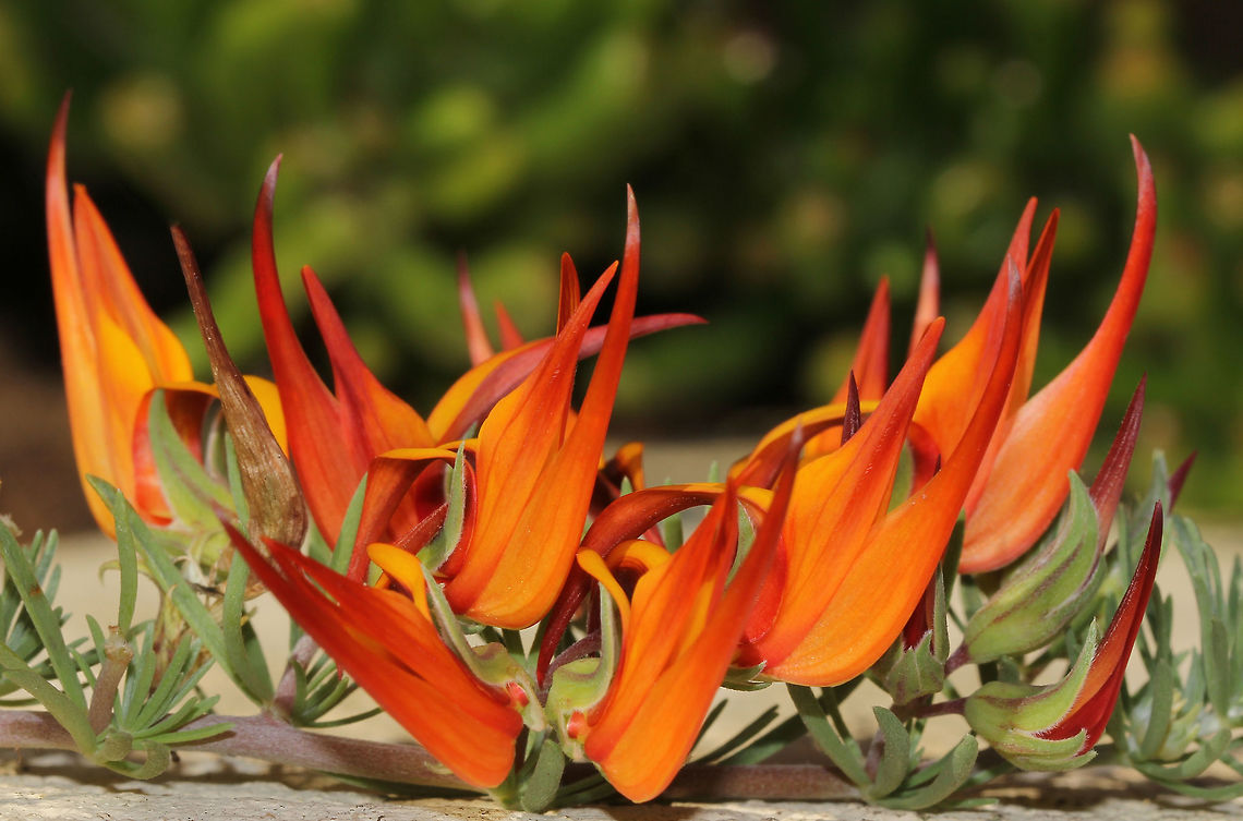 Lotus berthelotii Endemic to the Canary Islands. <br />
An evergreen trailing plant with fine, silvery-green foliage and deep orange-scarlet pea shaped flowers.<br />
<br />
In flower from spring through summer. Each flower 2 to 4 cm  in length.<br />
<br />
<figure class="photo"><a href="https://www.jungledragon.com/image/86165/lotus_berthelotii.html" title="Lotus berthelotii"><img src="https://s3.amazonaws.com/media.jungledragon.com/images/3314/86165_thumb.jpg?AWSAccessKeyId=05GMT0V3GWVNE7GGM1R2&Expires=1769040010&Signature=1sUSdrQm8pYTzpvPmwFV5AxE3AA%3D" width="200" height="172" alt="Lotus berthelotii A perennial plant endemic to the Canary Islands, in flower once again, delighting me with its dynamic show!<br />
<br />
This plant has a creeping or trailing habit. The leaves are divided into 3-5 slender leaflets, each leaflet 1&ndash;2 cm long and 1 mm wide, densely covered with fine silvery hairs.<br />
<br />
The flowers are orange-red to red, slender and 3 to 4 cm in length. <br />
<br />
https://www.jungledragon.com/image/74134/lotus_berthelotii.html Australia,Coral Gem,Fabaceae,Fabales,Flora,Geotagged,Lotus Vine flower,Lotus berthelotii,Macro,Ornamental plant,Parrot's Beak,Perennial,Spring,botany,orange flowers,plant" /></a></figure> Australia,Coral Gem,Fabaceae,Fabales,Geotagged,Lotus berthelotii,Macro,Ornamental plant,Parrot's Beak,Spring,berthelotii,botany,orange flowers,plant