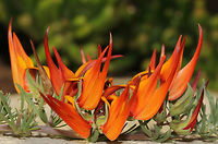 Lotus berthelotii Endemic to the Canary Islands. <br />
An evergreen trailing plant with fine, silvery-green foliage and deep orange-scarlet pea shaped flowers.<br />
<br />
In flower from spring through summer. Each flower 2 to 4 cm  in length.<br />
<br />
https://www.jungledragon.com/image/86165/lotus_berthelotii.html Australia,Coral Gem,Fabaceae,Fabales,Geotagged,Lotus berthelotii,Macro,Ornamental plant,Parrot's Beak,Spring,berthelotii,botany,orange flowers,plant