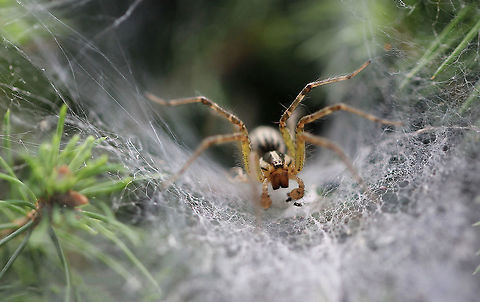 American Grass spider Like all  members of the funnel weaver family Agelenidae, these spiders spin dense, sheet-like webs with a funnel-like retreat where the spider hides.
Male, 15 mm length Agelenidae,Agelenopsis,American Grass spider,Araneae,Geotagged,Macro,Spider,Summer,United States,arachnid,cobweb,invertebrate,pennsylvania