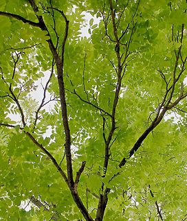 Robinia pseudoacacia 'Frisia' The ID for this tree was given to me by the owner of the house who had planted it - hoping this is accurate. 
A deciduous tree with pinnate shaped leaves of a lime green colour. Grows to around 12 metres with a 6 metre canopy. Australia,Black locust,Fabaceae,Fabales,False Acacia,Geotagged,Green,Robinia pseudoacacia,Summer,Tree,botany