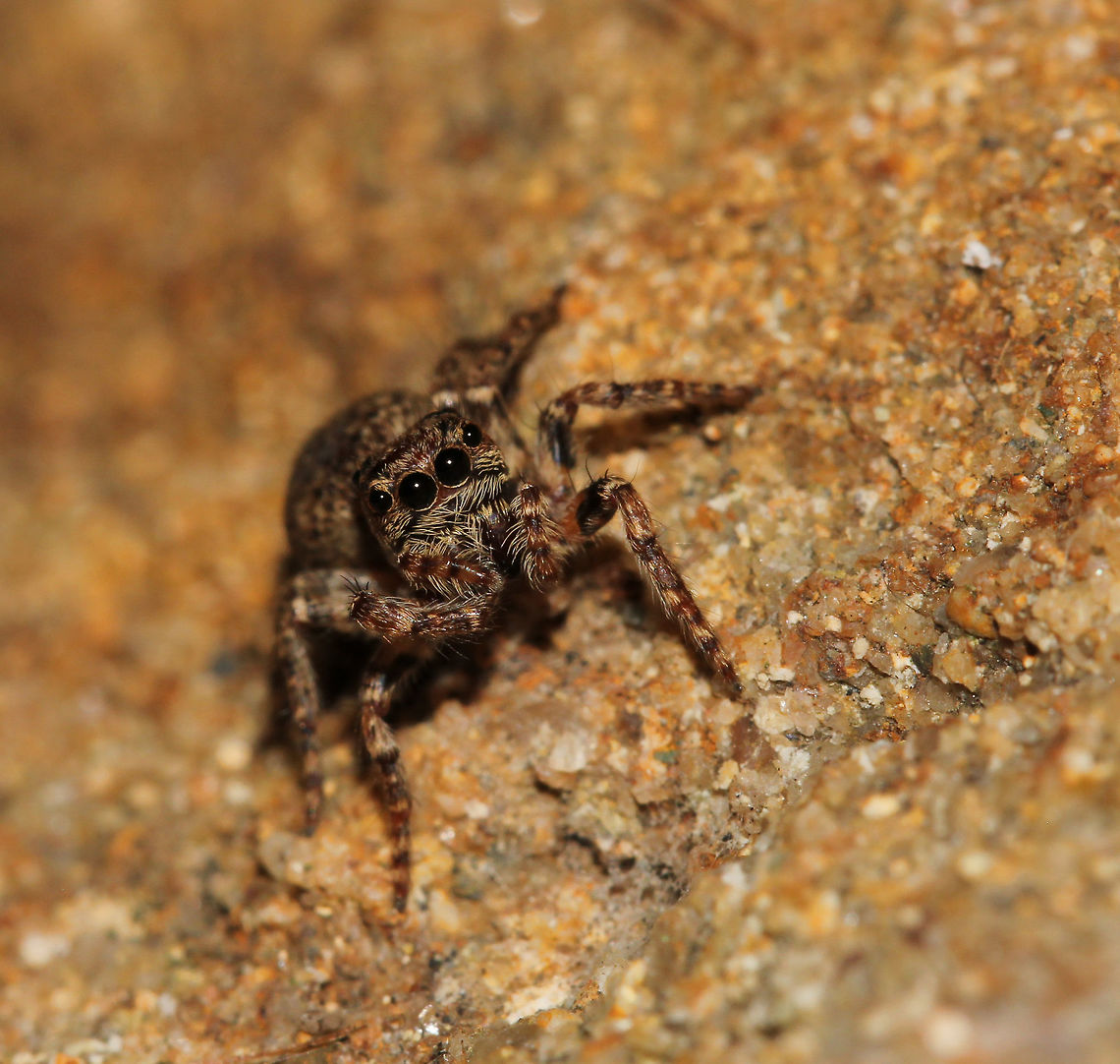 Servaea sp. Female 6 mm length Araneae,Australia,Geotagged,Macro,Salticidae,Servaea,Spider,Summer,arachnid,arthropod,invertebrate,new south wales