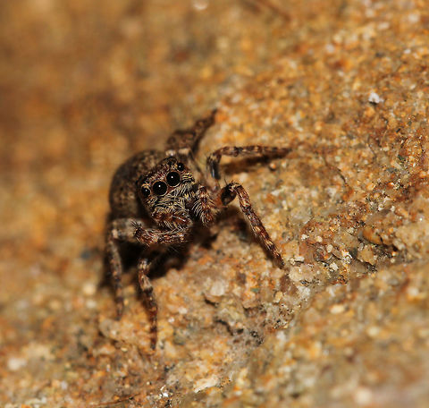 Servaea sp. Female 6 mm length Araneae,Australia,Geotagged,Macro,Salticidae,Servaea,Spider,Summer,arachnid,arthropod,invertebrate,new south wales