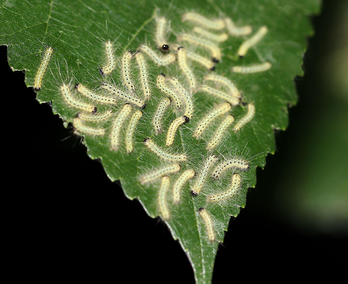 Fall Webworms Larvae of a moth in the family Erebidae. Known for their creation of webbed nests on hardwood trees. <br />
30 mm length Erebidae,Fall,Fall Webworm Caterpillar,Fall webworm,Geotagged,Hyphantria cunea,Lepidoptera,Summer,United States,insect,invertebrate,pennsylvania