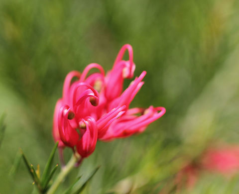 Grevillea rosmarinifolia The dense mounding habit of this neat little shrub features a prolific display of small scarlet/pink flowers throughout the year at varying periods and due to the diminutive size of the blooms, attracts the smaller species of honeyeaters to my garden. The green prickly needle-like foliage is great for providing bird habitat. 

Grows to 0.5 metre x 1.5 metre. 
 Australia,Flora,Geotagged,Grevillea rosmarinifolia,Perennial,Proteaceae,Proteales,Rosemary grevillea,Shrub,Spring,botany,flower,pink flowers,plant