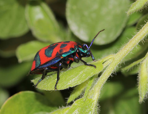 Hibiscus harlequin bug A male, showing off his beautiful, bright metallic colours and markings. 
These true bugs feed on plants in family Malvaceae including hibiscus and cotton. Both adults and nymphs suck sap from host plants. They feed mostly on young shoots, piercing the stems and sucking the sugar-rich juices intended for shoot growth. 

20 mm length Australia,Cotton Harlequin bug,Geotagged,Hemiptera,Hibiscus Harlequin Bug,Macro,Scutelleridae,Spring,Tectocoris diophthalmus,arthropod,insect,invertebrate,jewel bug,metallic shield bug,true bug
