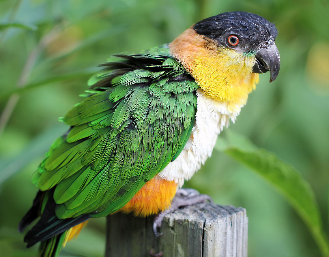 A Caique with real character I&#039;ve had the pleasure on my travels to cross paths with this little Black-headed parrot who goes by the name of Cookie, a long time companion to a travel acquaintance in Pennsylvania.   <br />
He is a caique parrot - those belonging to genus Pionites, native to the Amazon region. Quite small and stocky and gorgeous plumage. Playful, energetic and with a distinct (and at times), very funny personality. This was a real eye opener for me, having had no experience with birds as companions and pets. I think he looks wonderful in this shot.<br />
20 cm in length.  Black-capped parrot,Black-headed parrot,Caique,Geotagged,Pallid parrot,Pionites melanocephalus,Psittacidae,Psittaciformes,Summer,United States,Vertebrate,bird,melanocephalus,parrot