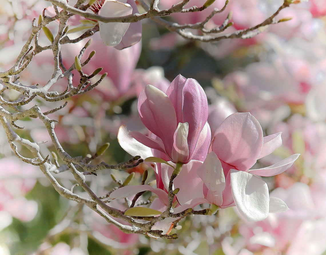 Spring time magnolia Early spring blooms from last September, a wonderful sight.  Australia,Flora,Flowers,Geotagged,Magnoliaceae,Magnoliales,Pink,Tree,botany,magnolia,petals,pink flowers,plant,spring