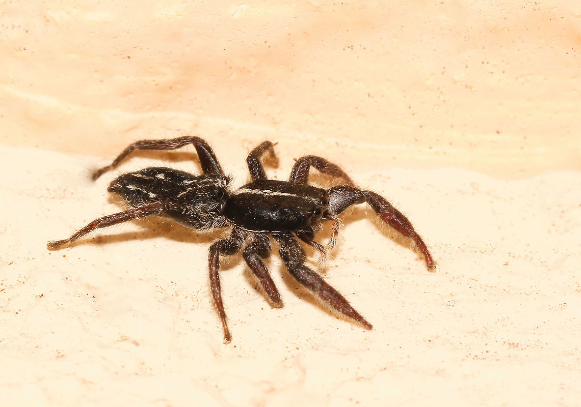 White-striped Ocrisiona Salticid with a markedly flat body, black with a noticeable white longitudinal line on the carapace. Their form allows them to hide in very narrow spaces such as under tree bark or around window frames in an urban setting such as here. <br />
Female, body length 11 mm Araneae,Australia,Geotagged,Jumping Spider,Macro,Ocrisiona leucocomis,Salticidae,Spider,Summer,White-striped Ocrisiona,arachnid,arthropod,invertebrate