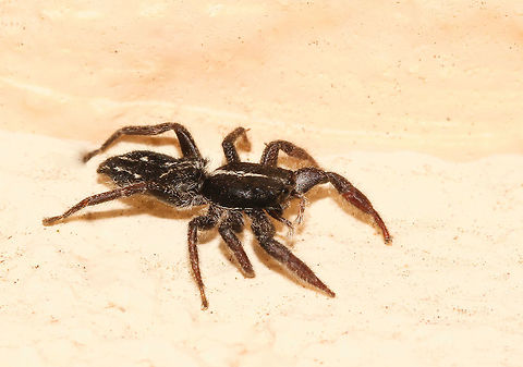 White-striped Ocrisiona Salticid with a markedly flat body, black with a noticeable white longitudinal line on the carapace. Their form allows them to hide in very narrow spaces such as under tree bark or around window frames in an urban setting such as here. 
Female, body length 11 mm Araneae,Australia,Geotagged,Jumping Spider,Macro,Ocrisiona leucocomis,Salticidae,Spider,Summer,White-striped Ocrisiona,arachnid,arthropod,invertebrate