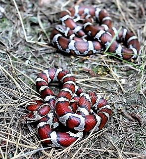 Eastern Milk snake pair An Eastern Milk snake pair, discovered under some dumped building material on the forest floor.
This ID was given by a professional herpetologist who was present on the hike. 
60 cm length Colubridae,Eastern Milk snake,Geotagged,Lampropeltis triangulum,Lampropeltis triangulum triangulum,Milk snake,Snakes,Spring,Squamata,The Pine Barrens,United States,Vertebrate,colubrid,new jersey,reptile
