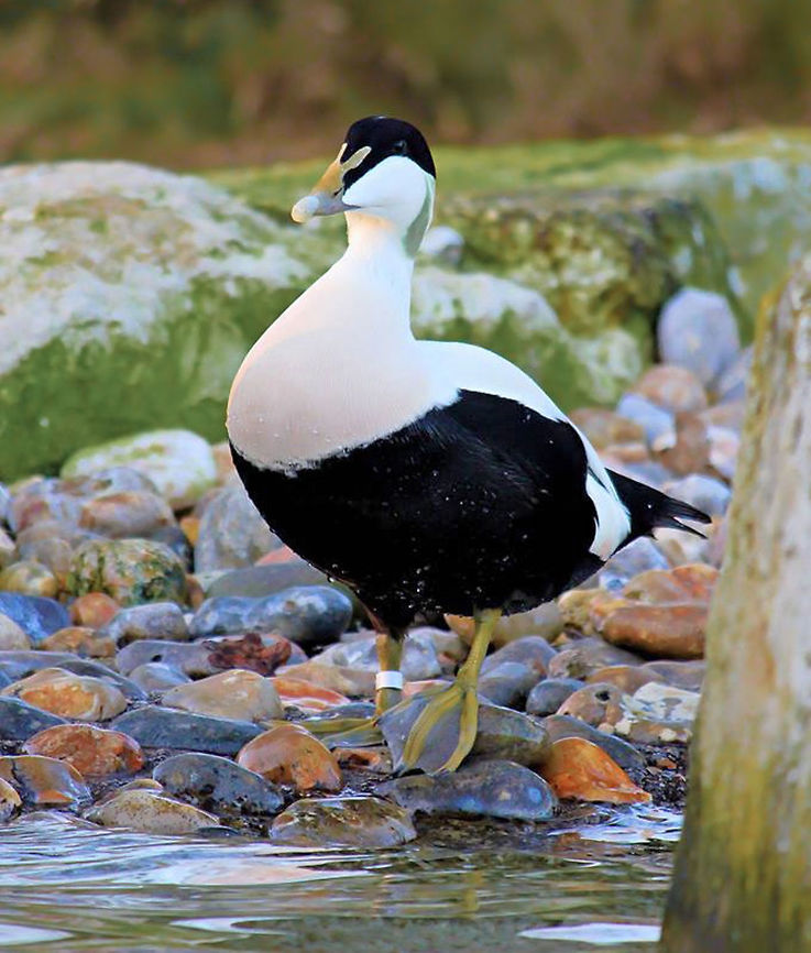 Somateria mollissima What a smashing looking duck, so dashing and elegant. This is a male Common Eider, a sea-duck that breeds in the Arctic, but winters in warmer areas south which is where I saw it in Dorset, southern England.<br />
70 cm length<br />
 Anatidae,Anseriformes,Common Eider,Common Eider duck,Dorset,Fall,Geotagged,Somateria mollissima,Stanpit Marsh,United Kingdom,Vertebrate,bird