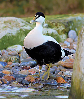 Somateria mollissima What a smashing looking duck, so dashing and elegant. This is a male Common Eider, a sea-duck that breeds in the Arctic, but winters in warmer areas south which is where I saw it in Dorset, southern England.
70 cm length
 Anatidae,Anseriformes,Common Eider,Common Eider duck,Dorset,Fall,Geotagged,Somateria mollissima,Stanpit Marsh,United Kingdom,Vertebrate,bird