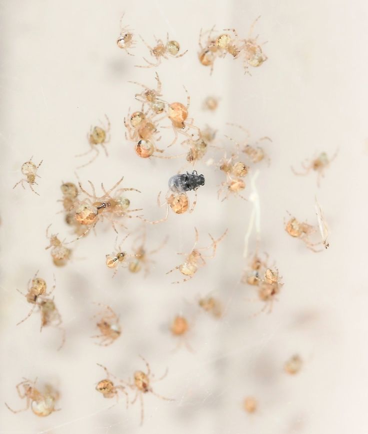 Surrounded I believe these are Cryptachaea gigantipes spiderlings, each one just a few mm in size. Seen here on a nursery web, surrounding a past meal. <br />
Or possibly Theridion or Achaearanea genus (all, family Theridiidae). <br />
Failing that, some species of orb weaver?  Araneae,Australia,Cryptachaea gigantipes,Geotagged,Macro,Spring,Theridiidae,arachnid,cobweb,hunter,invertebrate,prey,spiderlings