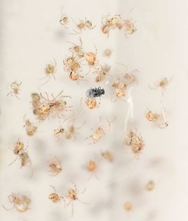 Surrounded I believe these are Cryptachaea gigantipes spiderlings, each one just a few mm in size. Seen here on a nursery web, surrounding a past meal. 
Or possibly Theridion or Achaearanea genus (all, family Theridiidae). 
Failing that, some species of orb weaver?  Araneae,Australia,Cryptachaea gigantipes,Geotagged,Macro,Spring,Theridiidae,arachnid,cobweb,hunter,invertebrate,prey,spiderlings