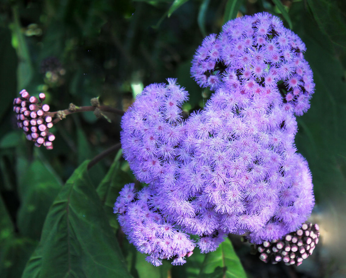 Ageratum houstonianum Native to Mexico, Central America and the Caribbean.<br />
A pretty, annual bedding plant that grows in clumps or mounds. It has hairy, rough, oval shaped leaves and produces distinctive, fluffy flower heads that are made up of fine filaments and bloom all summer long.<br />
Regarded as an environmental weed in Queensland and here in New South Wales - so I was surprised to see these planted by council in a public park. <br />
75 cm x 75 cm Ageratum houstonianum,Asteraceae,Asterales,Australia,Flossflower,Geotagged,annual,blue billygoat weed,bluemink,botany,floss flower,plant,purple flowers,spring