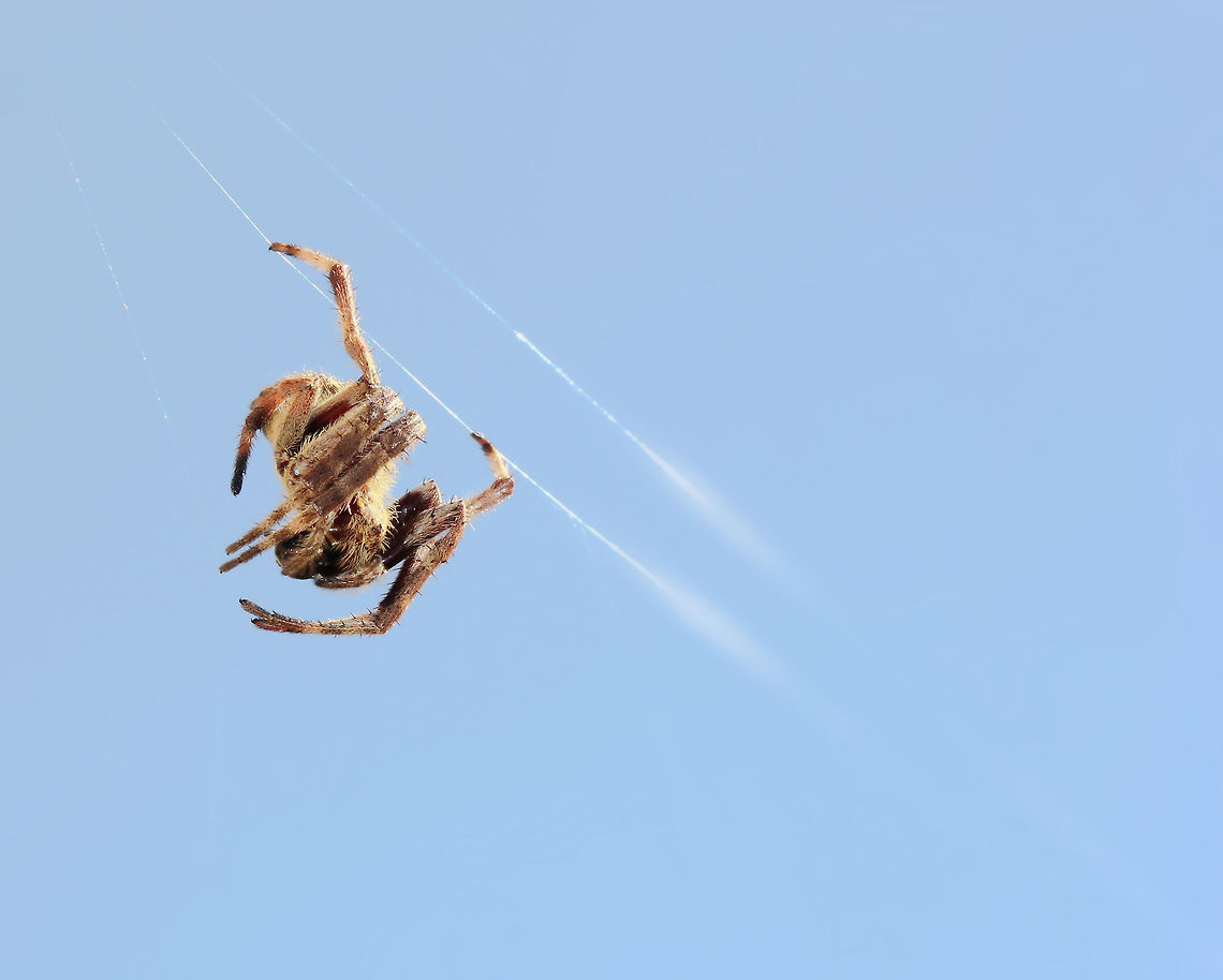 Spider meal on the fly No table manners here...a fly meal literally &#039;on the fly&#039;! Quite remarkable really, just two tiny tarsal claws holding on. <br />
Eriophora transmarina<br />
20 mm body length Araneae,Araneidae,Australia,Australian garden orb weaver spider,Eriophora transmarina,Geotagged,Macro,Spider,Summer,arachnid,arthropod,eating,hunter,invertebrate,orb weaver,prey