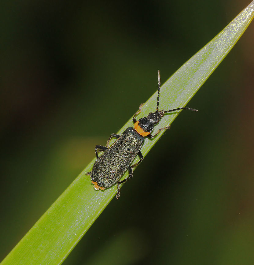 Plague Soldier beetle A beetle with a yellow/orange prothorax and dark green/black elytra. The bright colours are a warning to any predator..these beetles exude a white viscous fluid from their glands that is repellent. Here a single specimen, but sometimes I&#039;ve seen them in massive mating swarms and that&#039;s quite a sight. <br />
15 mm length Australia,Cantharidae,Chauliognathus lugubris,Coleoptera,Geotagged,Macro,Plague Soldier beetle,Summer,arthropod,beetle,insect,invertebrate,new south wales