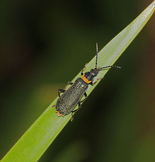 Plague Soldier beetle A beetle with a yellow/orange prothorax and dark green/black elytra. The bright colours are a warning to any predator..these beetles exude a white viscous fluid from their glands that is repellent. Here a single specimen, but sometimes I've seen them in massive mating swarms and that's quite a sight. 
15 mm length Australia,Cantharidae,Chauliognathus lugubris,Coleoptera,Geotagged,Macro,Plague Soldier beetle,Summer,arthropod,beetle,insect,invertebrate,new south wales