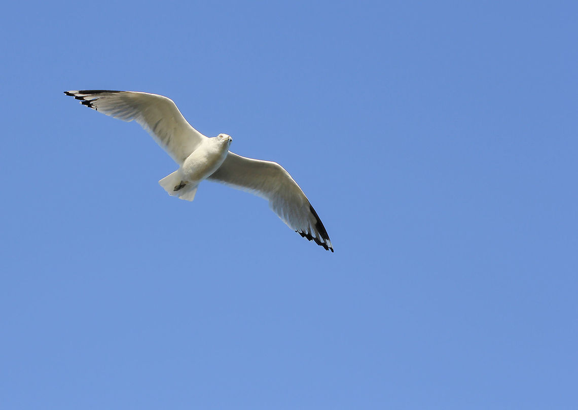 Ring-billed gull This beautiful gull together with its kith and kin was seen flying over Pymatuning Lake Spillway where people congregate to feed carp populations. It knows a good opportunity when it sees one.  Charadriiformes,Fall,Geotagged,Laridae,Larus delawarensis,Ring-billed Gull,Ring-billed gull,United States,Vertebrate,bird,fauna,pennsylvania