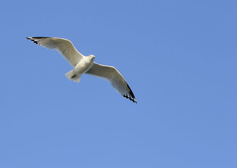 Ring-billed gull This beautiful gull together with its kith and kin was seen flying over Pymatuning Lake Spillway where people congregate to feed carp populations. It knows a good opportunity when it sees one.  Charadriiformes,Fall,Geotagged,Laridae,Larus delawarensis,Ring-billed Gull,Ring-billed gull,United States,Vertebrate,bird,fauna,pennsylvania