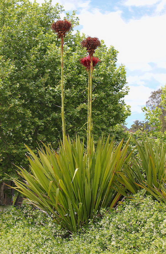 Gymea lily Occurring naturally along the central coast of New South Wales, these are cultivated specimens in a local park. <br />
Everything about these plants is larger than life! Foliage can reach over three metres in height and the majestic flower stems over six metres. They can survive the most intense bush fires and actually thrive on such harsh treatment by blossoming in profusion. <br />
Very popular with nectar seeking birds. Here you can see three flower heads - one still in bloom and two going to seed.  Asparagales,Australia,Doryanthaceae,Doryanthes excelsa,Flame Lily,Flora,Geotagged,Gymea Lily,Gymea lily,Illawarra Lily,Spring,botany,new south wales,plant