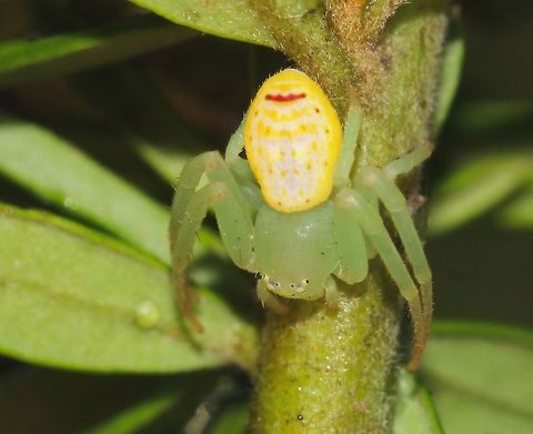 Tharrhalea sp. flower spider Abdominal markings are variable between individuals, but the horizontal dark line at the back of the abdomen is a characteristic of this species. 
This one was particularly small, so perhaps a juvenile. 

Female, body length 5 mm Araneae,Australia,Geotagged,Macro,Spider,Summer,Tharrhalea,Thomisidae,arachnid,arthropod,invertebrate,new south wales