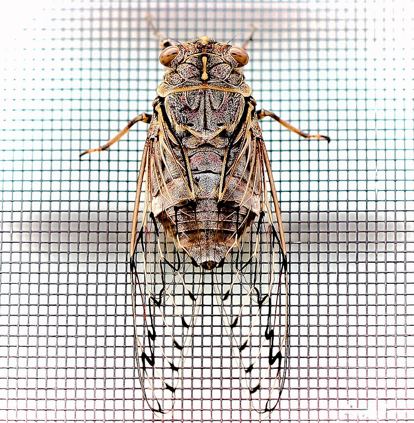 Razor Grinder cicada Paying a visit from the sclerophyll forest opposite, this large cicada came to rest, high up on a fly screen of a window. Some years, their population numbers are immense and their calls so loud and harsh, we have to shut all windows and doors of the house. Other years, only a few adults emerge. <br />
55 mm body length Australia,Cicada,Geotagged,Henicopsaltria eydouxii,Hexapoda,Macro,Razor grinder,arthropod,fauna,hemiptera,insect,invertebrate,new south wales,summer