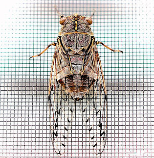 Razor Grinder cicada Paying a visit from the sclerophyll forest opposite, this large cicada came to rest, high up on a fly screen of a window. Some years, their population numbers are immense and their calls so loud and harsh, we have to shut all windows and doors of the house. Other years, only a few adults emerge. 
55 mm body length Australia,Cicada,Geotagged,Henicopsaltria eydouxii,Hexapoda,Macro,Razor grinder,arthropod,fauna,hemiptera,insect,invertebrate,new south wales,summer