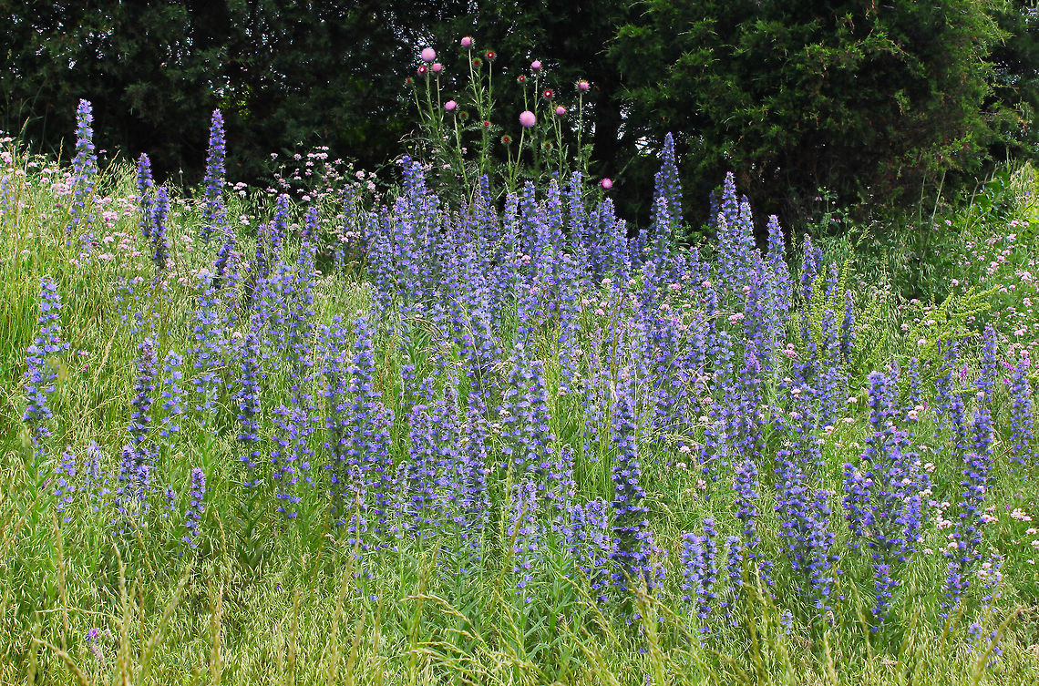 Viper's Bugloss Native to Europe and western and central Asia. This shot taken in Pennsylvania, where I saw it in pastures and at the roadside. Also in lowland grassland, grassy woodland and dry sclerophyll forest.<br />
These stems were 75 cm in height.<br />
 Boraginaceae,Boraginales,Echium vulgare,Geotagged,Purple Viper's Bugloss,USA,Vipers Bugloss,botany,flower,pennsylvania,plant,purple flowers,summer
