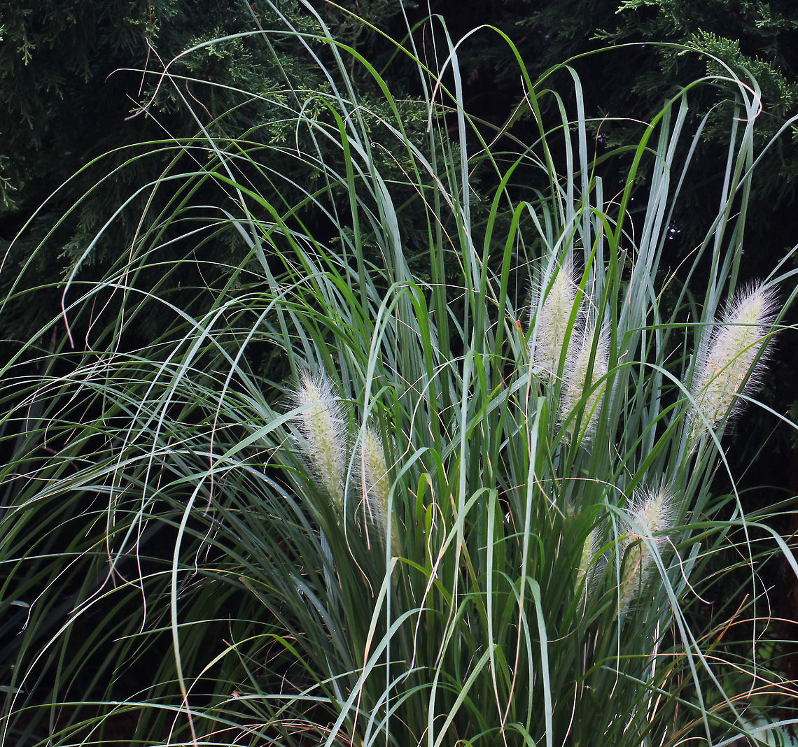 Pennisetum alopecuroides Swamp Foxtail Grass is another grass I enjoy growing. This one native to Australia and Asia. A tall green grass with fine foliage. Shown here, are some new and immature plumes. They will lengthen and some will take on a purple hue. Grows to 1 m in height and 1.5 m wide. <br />
<br />
 Australia,Flora,Foxtail Fountain Grass,Geotagged,Grass,Pennisetum alopecuroides,Poaceae,Poales,Swamp Foxtail Grass,autumn,botany,new south wales,plant