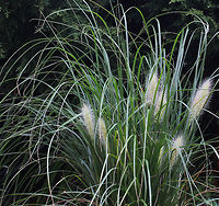 Pennisetum alopecuroides Swamp Foxtail Grass is another grass I enjoy growing. This one native to Australia and Asia. A tall green grass with fine foliage. Shown here, are some new and immature plumes. They will lengthen and some will take on a purple hue. Grows to 1 m in height and 1.5 m wide. <br />
<br />
 Australia,Flora,Foxtail Fountain Grass,Geotagged,Grass,Pennisetum alopecuroides,Poaceae,Poales,Swamp Foxtail Grass,autumn,botany,new south wales,plant