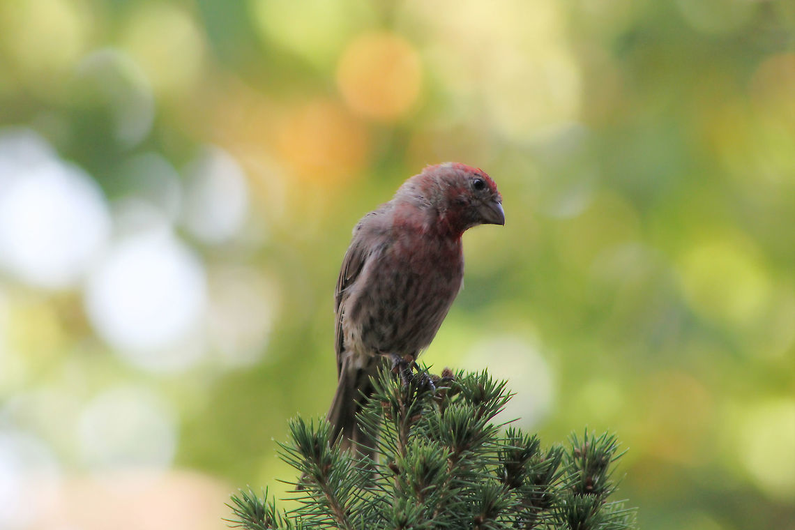 House Finch I believe this is a House Finch - please advise if incorrect! <br />
12 cm body length Carpodacus mexicanus,Fringillidae,Geotagged,Haemorhous mexicanus,House Finch,Passeriformes,Summer,United States,Vertebrate,bird,fauna,pennsylvania