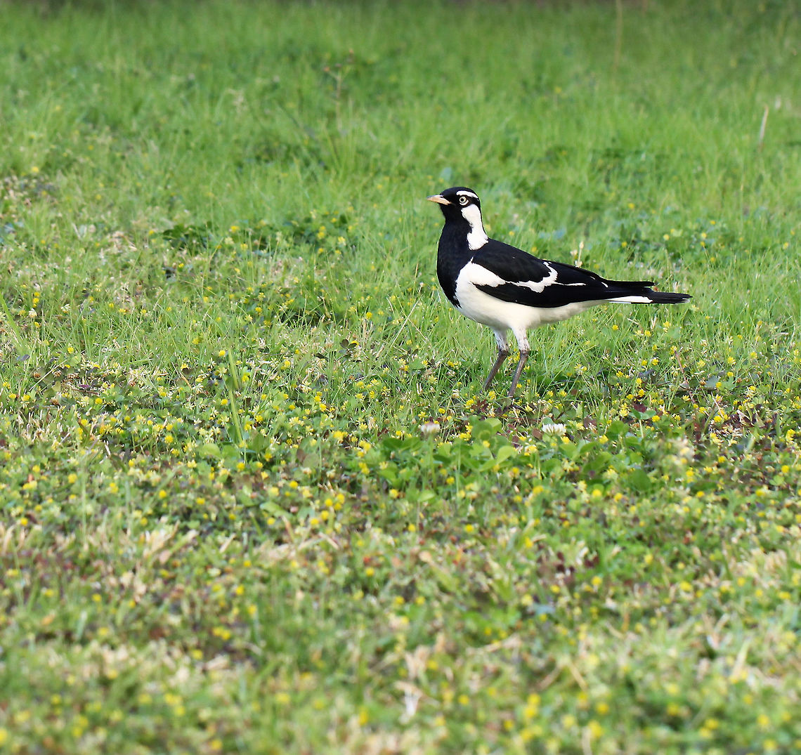 Peewee Native to Australia. I love these little birds with their striking plumage and &#039;peewee&#039; call. Also commonly known as magpie-larks. <br />
This is a male, with the white eyebrows and black face/chest. <br />
25 cm length Australia,Corvus cyanoleucus cyanoleuca,Geotagged,Grallina cyanoleuca,Grallina cyanoleuca cyanoleuca,Magpie-lark,Monarchidae,Passeriformes,Peewee,Summer,bird,fauna,new south wales