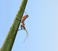 Pristhesancus plagipennis nymph 5th Instar nymph, 7 mm length. <br />
<br />
https://www.jungledragon.com/image/85319/bee-killer_assassin_bug.html<br />
<br />
https://www.jungledragon.com/image/68354/australian_assassin_bug.html<br />
<br />
 Australia,Australian assassin bug,Geotagged,Hemiptera,Hexapoda,Macro,Pristhesancus plagipennis,Reduviidae,Summer,arthropod,assassin bug,insect,invertebrate,new south wales,nymph