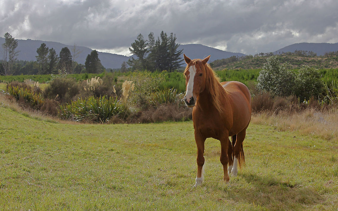 New Zealand equine beauty Together with two others for company, this beautiful horse was roaming freely near the small road we had taken.  Equidae,Equus ferus,Fall,Geotagged,Horse,New Zealand,Perissodactyla,Wild horse,animal,autumn,fauna,mammal
