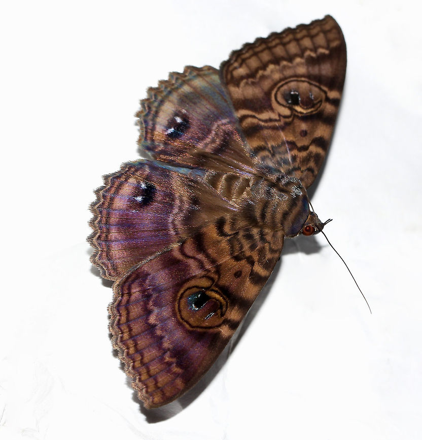 Speiredonia spectans Native to Australia. This species of moth likes to hide in dark places such as a cave during the day and my garage made for an equally safe spot for this one that I found sheltering there. I photographed it while it rested on a ream of paper. <br />
<br />
Larvae feed on wattle (family Mimosaceae) and yellow tulip (family Euphorbiaceae).<br />
<br />
<br />
75 mm wingspan<br />
<br />
<figure class="photo"><a href="https://www.jungledragon.com/image/95563/speiredonia_spectans.html" title="Speiredonia spectans"><img src="https://s3.amazonaws.com/media.jungledragon.com/images/3314/95563_thumb.jpg?AWSAccessKeyId=05GMT0V3GWVNE7GGM1R2&Expires=1759968010&Signature=TJfKIfAwr4ri%2FT4K9VmOSFs5GVI%3D" width="200" height="150" alt="Speiredonia spectans Native to Australia. With its cloak of many colours, a lovely visitor to my porch, a granny&#039;s cloak moth in family Erebidae.<br />
<br />
In the bush during day light hours, these moths can be found in dark places such as caves. <br />
<br />
Larvae feed on wattle (family Mimosaceae) and yellow tulip (family Euphorbiaceae). <br />
<br />
Wingspan 75 mm<br />
<br />
https://www.jungledragon.com/image/77231/speiredonia_spectans.html<br />
 Australia,Geotagged,Granny&#039;s Cloak Moth,Hexapoda,Lepidoptera,Macro,Moth,Noctuoidea,Owlet moth,Speiredonia spectans,Winter,arthropod,erebidae,fauna,insect,invertebrate,new south wales" /></a></figure> Arthropod,Australia,Fauna,Geotagged,Granny's Cloak Moth,Hexapoda,Lepidoptera,Macro,Moth,Noctuoidea,Owlet moth,Speiredonia spectans,Summer,erebidae,insect,invertebrate,new south wales
