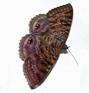 Speiredonia spectans Native to Australia. This species of moth likes to hide in dark places such as a cave during the day and my garage made for an equally safe spot for this one that I found sheltering there. I photographed it while it rested on a ream of paper. 

Larvae feed on wattle (family Mimosaceae) and yellow tulip (family Euphorbiaceae).


75 mm wingspan

https://www.jungledragon.com/image/95563/cloak_of_many_colours.html Arthropod,Australia,Fauna,Geotagged,Granny's Cloak Moth,Hexapoda,Lepidoptera,Macro,Moth,Noctuoidea,Owlet moth,Speiredonia spectans,Summer,erebidae,insect,invertebrate,new south wales