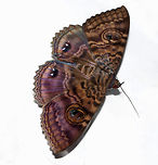 Speiredonia spectans Native to Australia. This species of moth likes to hide in dark places such as a cave during the day and my garage made for an equally safe spot for this one that I found sheltering there. I photographed it while it rested on a ream of paper. <br />
<br />
Larvae feed on wattle (family Mimosaceae) and yellow tulip (family Euphorbiaceae).<br />
<br />
<br />
75 mm wingspan<br />
<br />
https://www.jungledragon.com/image/95563/cloak_of_many_colours.html Arthropod,Australia,Fauna,Geotagged,Granny's Cloak Moth,Hexapoda,Lepidoptera,Macro,Moth,Noctuoidea,Owlet moth,Speiredonia spectans,Summer,erebidae,insect,invertebrate,new south wales