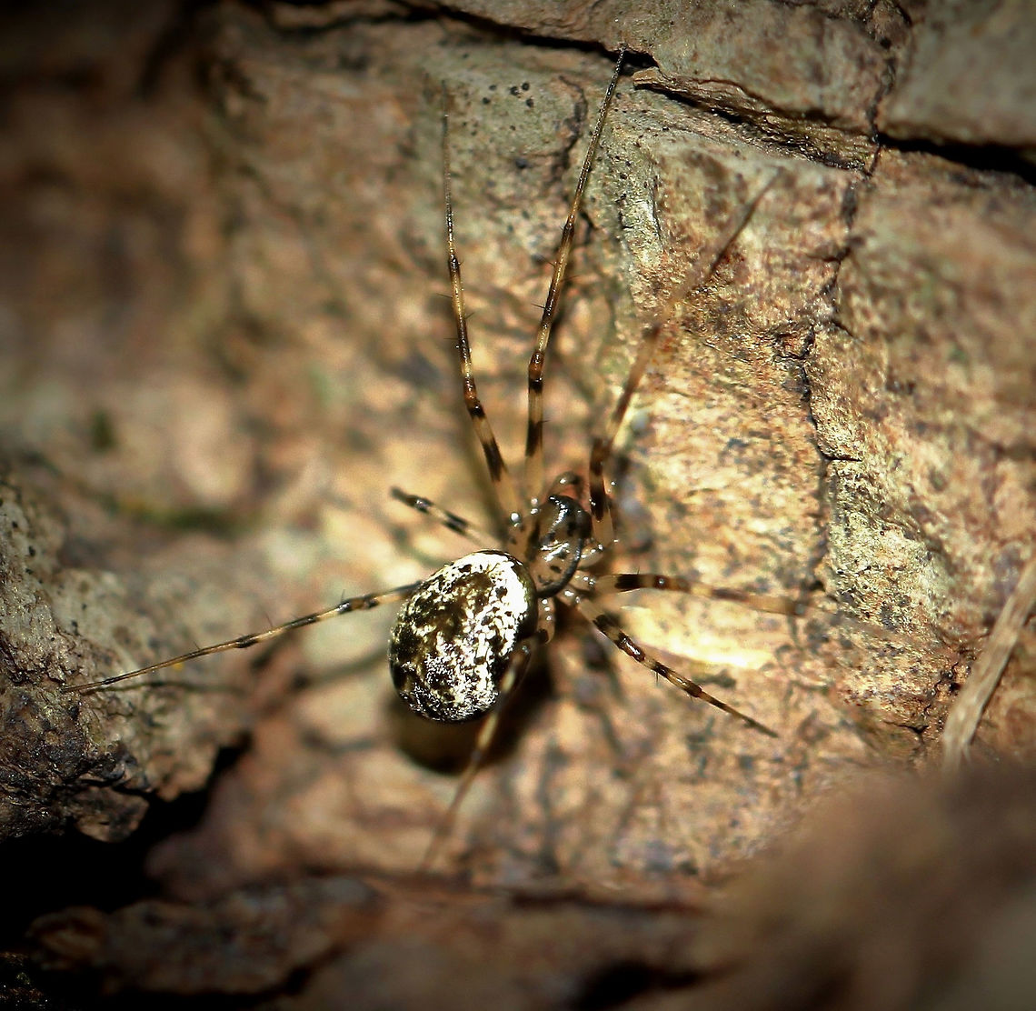 Drapetisca alteranda A sheetweb spider in family Linyphiidae. <br />
Female 5 mm body length. She was extremely fast!  Araneae,Drapetisca alteranda,Fall,Geotagged,Linyphiidae,Macro,Northern Long-toothed Sheetweaver,Spider,United States,arachnid,arthropod,invertebrate,pennsylvania
