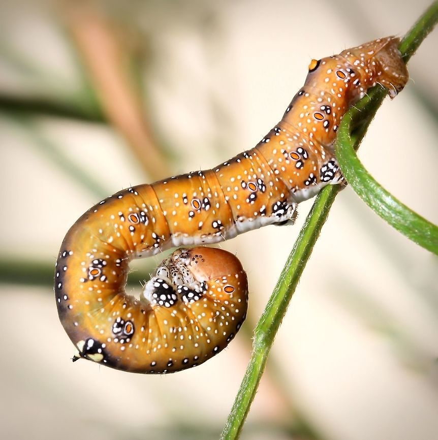 Oenochroma vinaria moth larva Currently making a meal of my Grevillea &#039;Lana Maree&#039;. <br />
Shown here is the defensive posture. When disturbed, the caterpillar curls the head under the body exposing the horns and markings on the thorax. <br />
These moth larvae will be feeding on various members of the plant family Proteacae including Grevillea, Hakea and Banksia.<br />
<br />
30 mm length<br />
<br />
<figure class="photo"><a href="https://www.jungledragon.com/image/83407/oenochroma_vinaria_dorsal.html" title="Oenochroma vinaria dorsal"><img src="https://s3.amazonaws.com/media.jungledragon.com/images/3314/83407_thumb.jpg?AWSAccessKeyId=05GMT0V3GWVNE7GGM1R2&Expires=1759968010&Signature=RPC9C58%2BbD%2F8YTDImf4ZUDbVcbk%3D" width="200" height="178" alt="Oenochroma vinaria dorsal The pink-bellied moth/Grevillea moth/Hakea moth in family Geometridae resembles a dry gum leaf. <br />
<br />
Larvae feed on Grevillea, Hakea and Banksia.<br />
<br />
https://www.jungledragon.com/image/77319/grevillea_looper_larva.html<br />
<br />
50 mm wingspan. <br />
<br />
https://www.jungledragon.com/image/85554/pink-bellied_moth.html Australia,Geotagged,Grevillea Looper,Grevillea moth,Hakea moth,Lepidoptera,Macro,Moth,Oenochroma vinaria,Oenochrominae,Pink-bellied moth,Winter,arthropod,geometridae,insect,invertebrate,new south wales" /></a></figure><br />
<br />
<figure class="photo"><a href="https://www.jungledragon.com/image/85554/oenochroma_vinaria_lateral.html" title="Oenochroma vinaria lateral"><img src="https://s3.amazonaws.com/media.jungledragon.com/images/3314/85554_thumb.jpg?AWSAccessKeyId=05GMT0V3GWVNE7GGM1R2&Expires=1759968010&Signature=DmlD1w5SjD3imQFIqwhq%2FPhOLY4%3D" width="132" height="152" alt="Oenochroma vinaria lateral The Pink-bellied moth in family Geometridae resembles a dry gum leaf. Also known commonly as Grevillea moth and Hakea moth. <br />
<br />
Larvae feed on Grevillea, Hakea and Banksia.<br />
<br />
50 mm wingspan. <br />
<br />
https://www.jungledragon.com/image/83407/oenochroma_vinaria.html<br />
<br />
https://www.jungledragon.com/image/77319/grevillea_looper_larva.html Australia,Geotagged,Lepidoptera,Macro,Moth,Oenochroma vinaria,Pink-bellied moth,Wint,arthropod,geometridae,insect,invertebrate,new south wales" /></a></figure> Australia,Caterpillar,Fall,Geotagged,Grevillea Looper,Grevillea moth,Hakea Wine moth,Hakea moth,Lepidoptera,Macro,Oenochroma vinaria,Oenochrominae,Pink-bellied moth,autumn,geometridae,insect,invertebrate,moth larva,new south wales