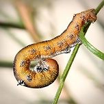 Oenochroma vinaria moth larva Currently making a meal of my Grevillea 'Lana Maree'. <br />
Shown here is the defensive posture. When disturbed, the caterpillar curls the head under the body exposing the horns and markings on the thorax. <br />
These moth larvae will be feeding on various members of the plant family Proteacae including Grevillea, Hakea and Banksia.<br />
<br />
30 mm length<br />
<br />
https://www.jungledragon.com/image/83407/oenochroma_vinaria.html<br />
<br />
https://www.jungledragon.com/image/85554/pink-bellied_moth.html Australia,Caterpillar,Fall,Geotagged,Grevillea Looper,Grevillea moth,Hakea Wine moth,Hakea moth,Lepidoptera,Macro,Oenochroma vinaria,Oenochrominae,Pink-bellied moth,autumn,geometridae,insect,invertebrate,moth larva,new south wales
