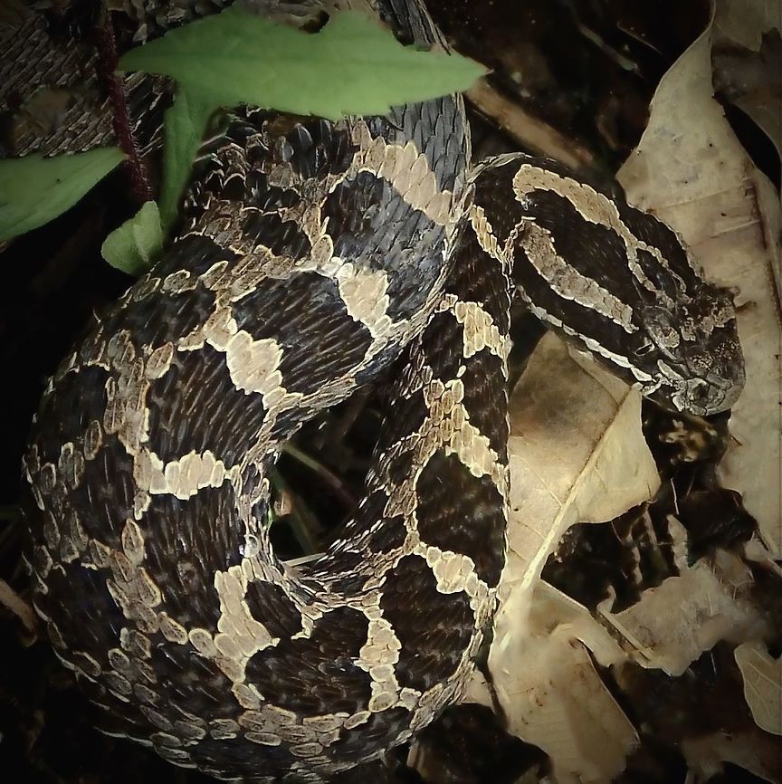 Eastern Massasauga Gravid female, approximately 80 cm in length. <br />
I saw this beautiful snake whilst accompanying a research scientist who has been studying populations of this threatened species. This involves electro-tagging, measuring and weighing. <br />
An additional shot in black and white taken whilst she was in the weighing tub is at top of comments.  Eastern Massasauga,Geotagged,Massasauga snake,Sistrurus catenatus,Sistrurus catenatus catenatus,Squamata,United States,Viperidae,fauna,pennsylvania,reptile,snake,summer